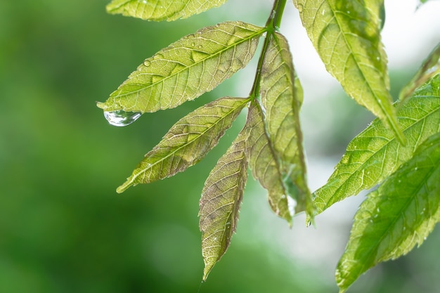 Groene bladeren met dauw druppels