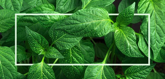 Groene bladeren met dauwdruppels en een witte frame plant achtergrond