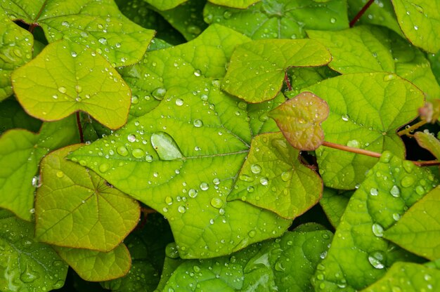 Groene bladeren met dauwdruppels textuur achtergrond Natuurlijke achtergrond en behang