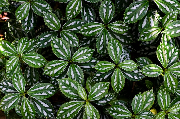 Groene bladeren met een wazig zwart patroon