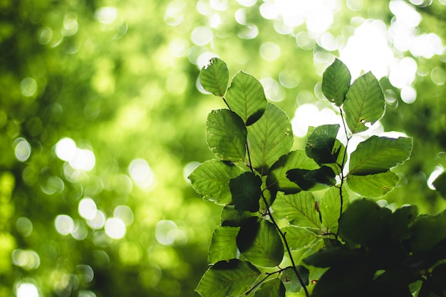 Groene bladeren met licht en bokeh