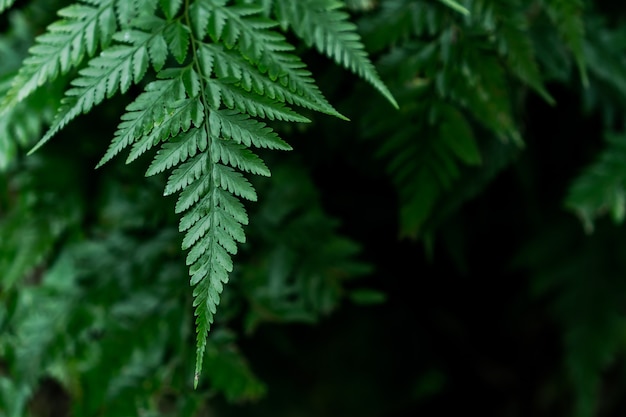 Groene bladeren met natuurlijke verlichting