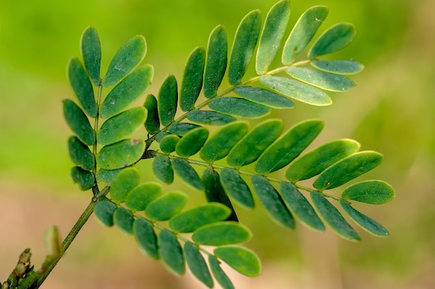 Groene bladeren met prachtig patroon