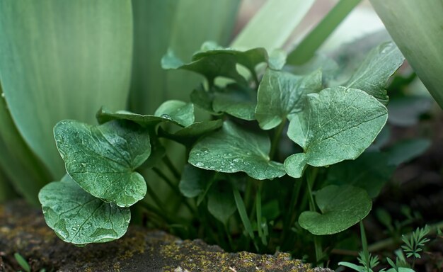 Groene bladeren met regendruppels in selectieve focus