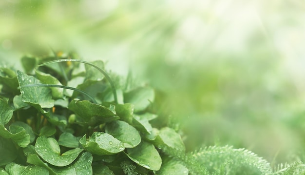 Groene bladeren met regendruppels