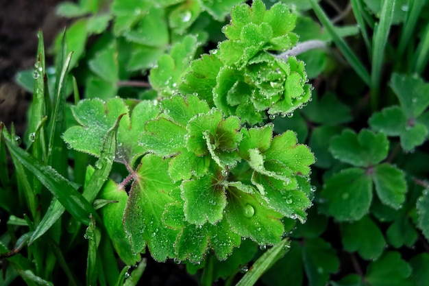 groene bladeren met waterdruppels na regen. tuinieren concept. natuurlijke groene achtergrond