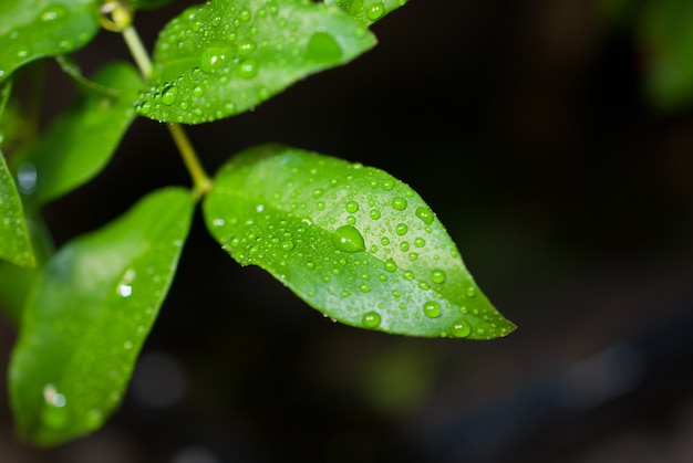 Groene bladeren met waterdruppels