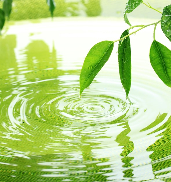 Groene bladeren met weerspiegeling in het water