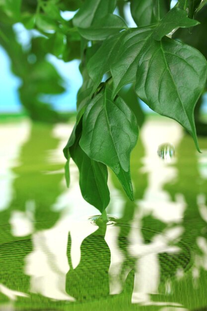 Groene bladeren met weerspiegeling in het water