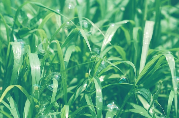 Groene bladeren met zeepbellen