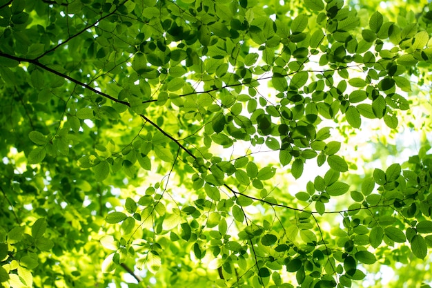 Groene bladeren met zonlicht