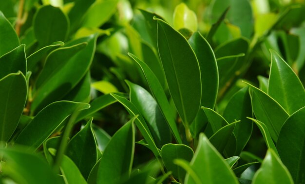 groene bladeren mooie groene bladeren natuur