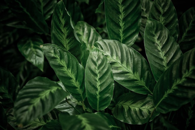 Groene bladeren muur achtergrond blad muur natuur achtergrond