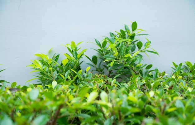 Groene bladeren muur achtergrond blad muur natuur achtergrond