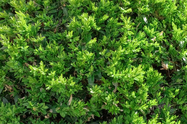 Groene bladeren muur hek als achtergrond van vers bokshout