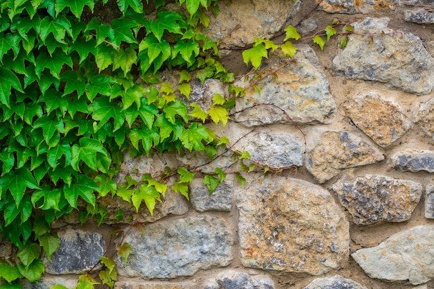 Groene bladeren muur textuur.