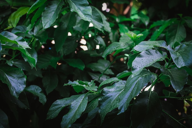 groene bladeren na regen