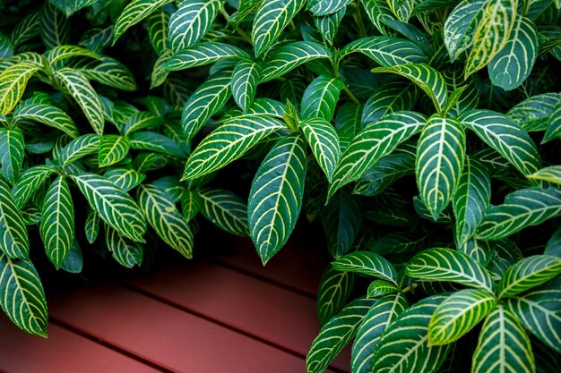 Groene bladeren Natuur groene plant achtergrond