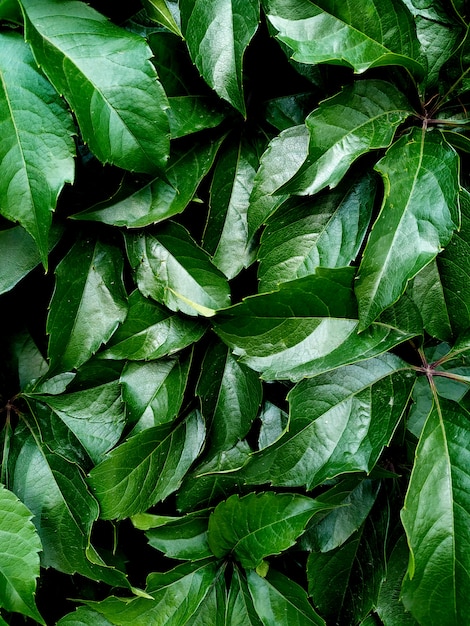 Groene bladeren. Natuur. Kopieer ruimte. Minimalisme.