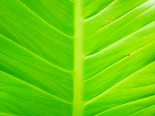 groene bladeren, natuur plant textuur