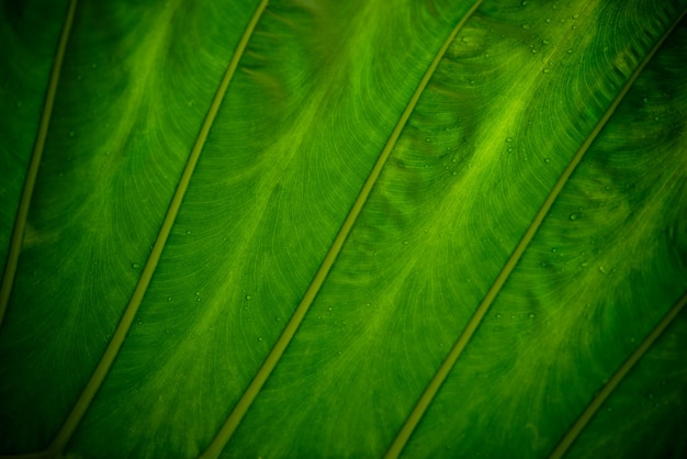 groene bladeren natuurlijke achtergrond behang, textuur van blad, bladeren met ruimte voor tekst