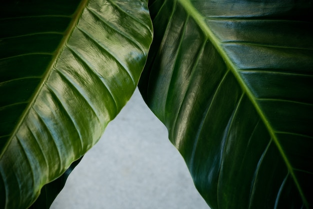 groene bladeren natuurlijke achtergrond behang