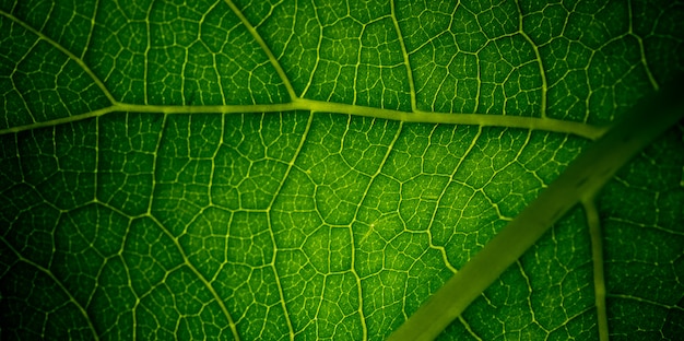 groene bladeren natuurlijke achtergrond, textuur van blad, bladeren