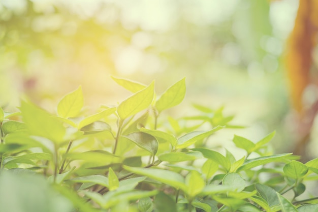 Groene bladeren natuurlijke achtergrond