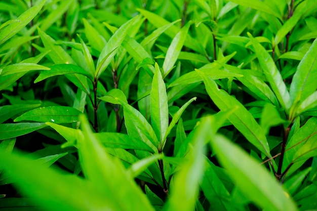 Groene bladeren natuurlijke achtergrond