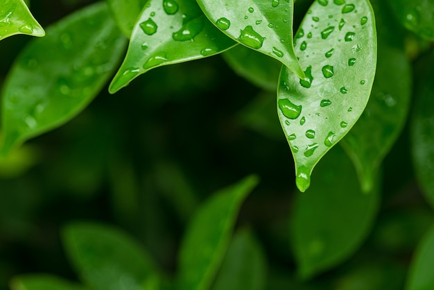 groene bladeren natuurlijke achtergrondbehang, textuur van blad, bladeren met ruimte voor tekst