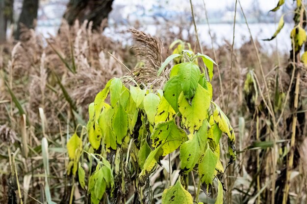 Groene bladeren op boomtak op achtergrond van rivier