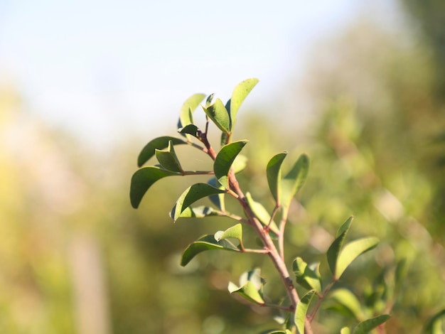 Groene bladeren op de achtergrond wazig groen natuur Gratis Foto