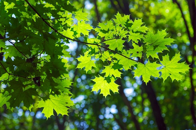 Groene bladeren op de esdoornboom