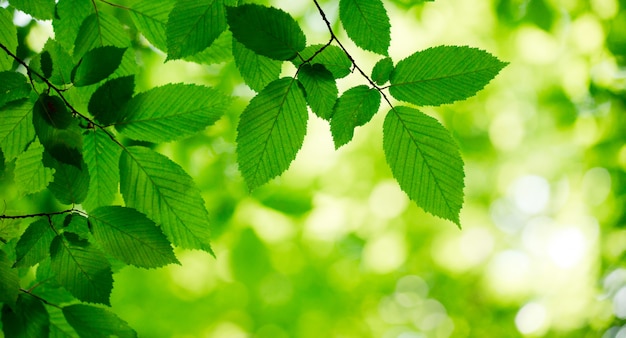 Groene bladeren op de groene achtergrond