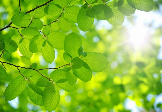 Groene bladeren op de groene achtergronden