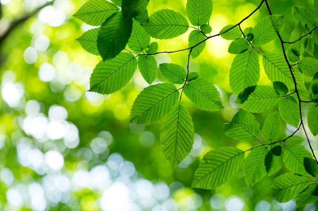 Groene bladeren op de groene achtergronden