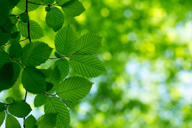 Groene bladeren op de groene achtergronden