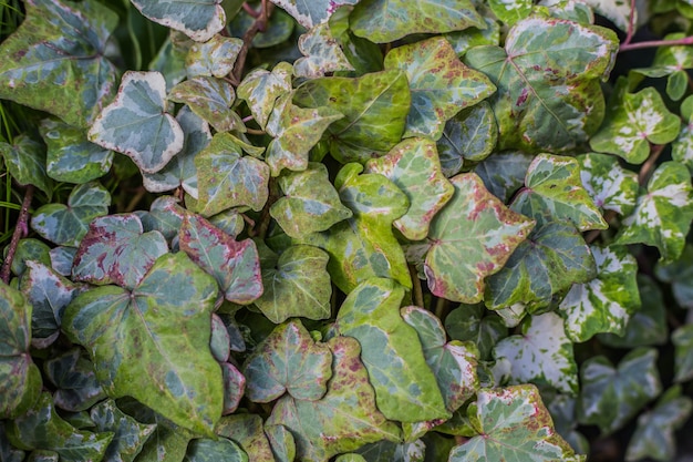 Groene bladeren op de muur