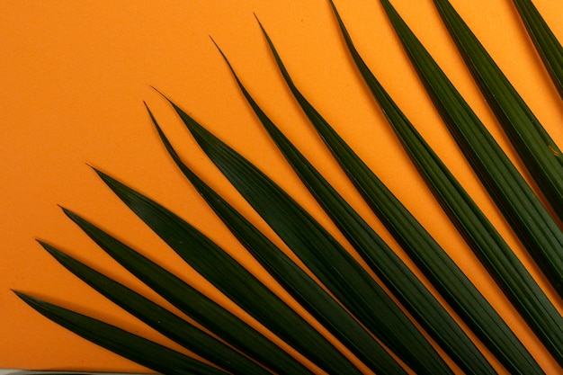 Groene bladeren op de oranje achtergrond van het de zomerstrand