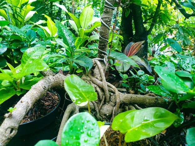 Groene bladeren op de tuinachtergrond Groene bladerentextuurachtergrond