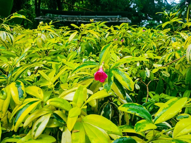 Groene bladeren op de tuinachtergrond.