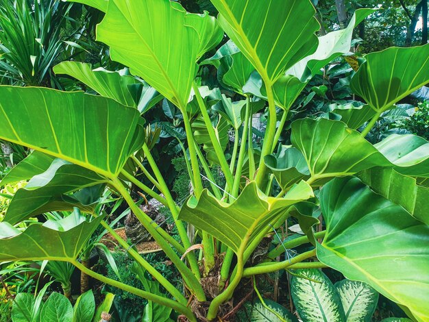 Groene bladeren op de tuinachtergrond