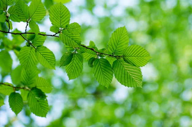 Groene bladeren op de zomer bos