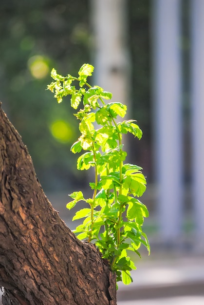 Groene bladeren op een boomstam