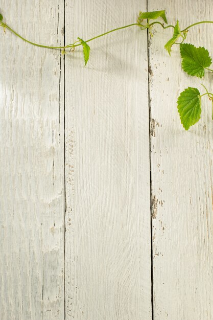 Groene bladeren op een houten achtergrond