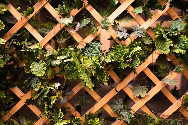 Groene bladeren op een houten latwerk Houten rooster op de veranda van een landhuis