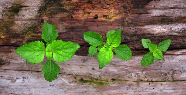 groene bladeren op een houten vloer