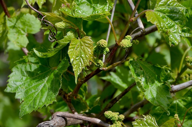 Foto groene bladeren op een tak jonge wijnstok close-up in de tuin