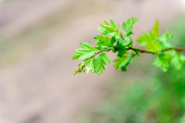 Groene bladeren op een takcloseup Mooie zomerse achtergrond