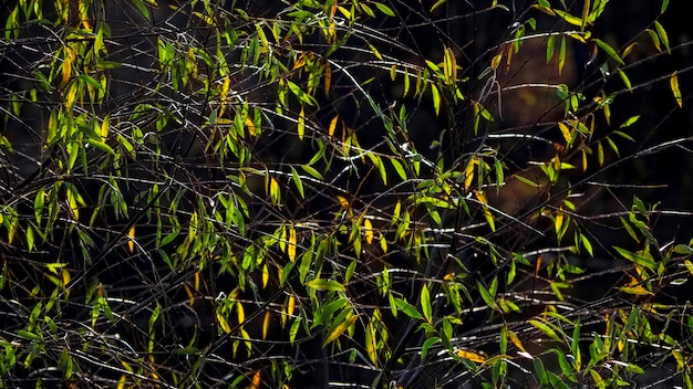 Groene bladeren op een voorjaar tak. de natuurlijke achtergrond.